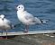 Black-headed Gull (Chroicocephalus ridibundus) © Bertrand Lamothe