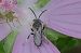 Lasioglossum sp. © Evelyne Charlier