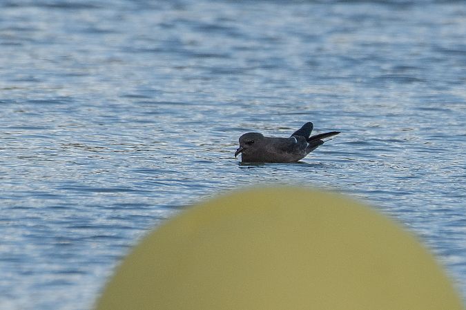 Océanite culblanc  - Tony Rinaud