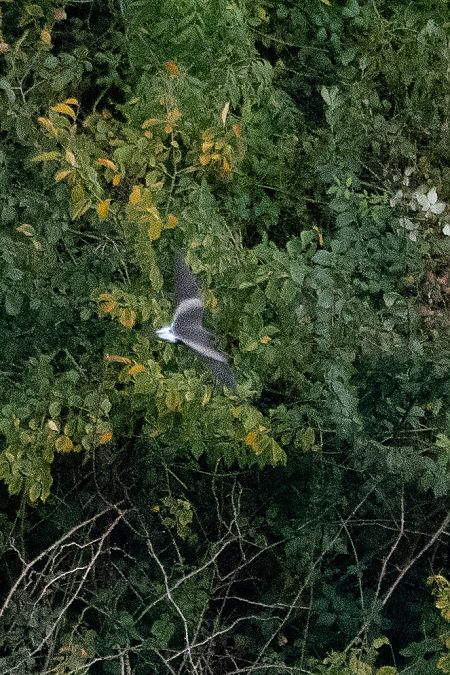 Océanite culblanc  - Tony Rinaud