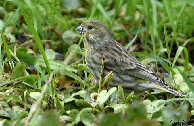 Serin cini  - Claude Garnier