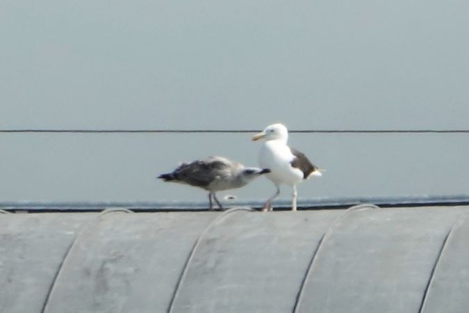 Goéland marin  - Xavier Herrier