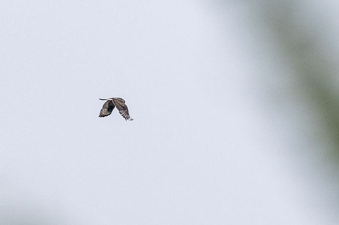 Buse pattue  - Ugo Breysse