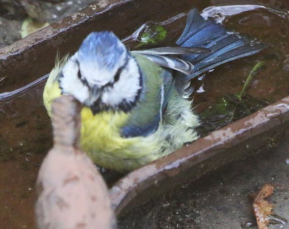 Mésange bleue  - Pierre & Carmen Noël / Pixner