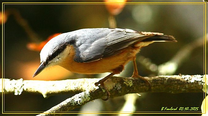 Sittelle torchepot  - Bruno Foulard