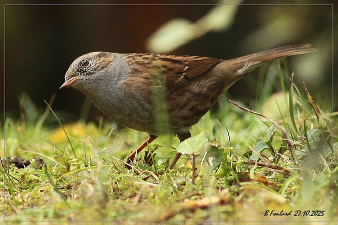 Accenteur mouchet  - Bruno Foulard