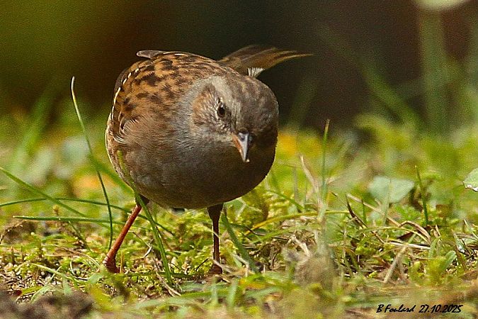 Accenteur mouchet  - Bruno Foulard
