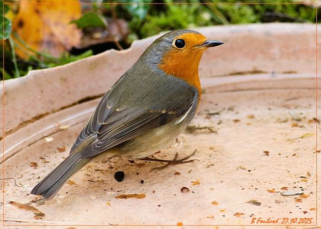 Rougegorge familier  - Bruno Foulard