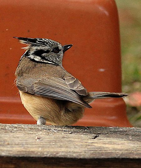 Mésange huppée  - Bruno Foulard