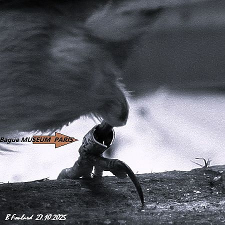 Mésange huppée  - Bruno Foulard