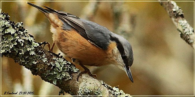 Sittelle torchepot  - Bruno Foulard