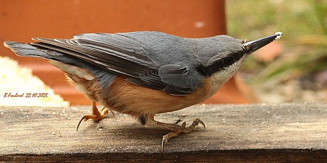 Sittelle torchepot  - Bruno Foulard