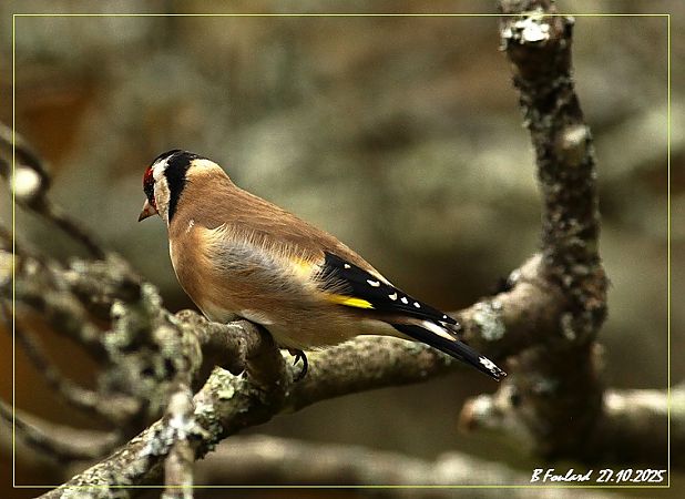 Chardonneret élégant  - Bruno Foulard