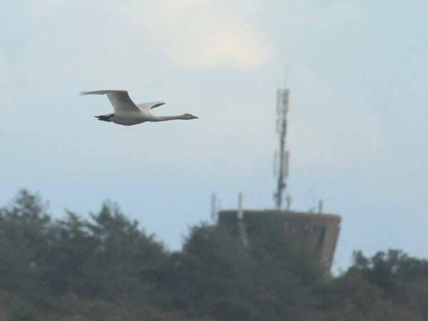 Cygne chanteur  - Adrien Mauss