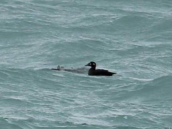 Macreuse à front blanc  - Adrien Mauss