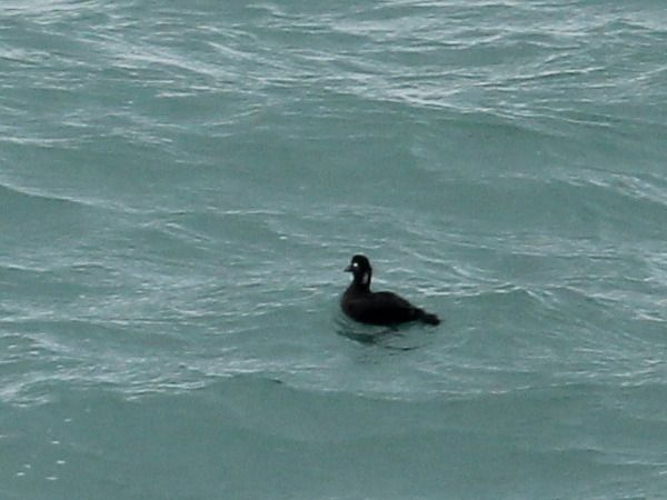 Macreuse à front blanc  - Adrien Mauss