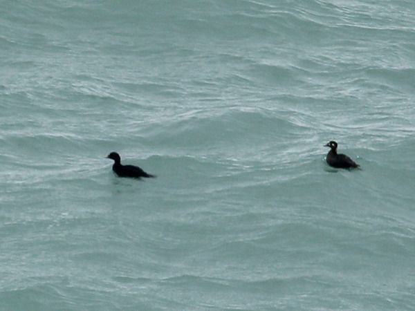 Macreuse à front blanc  - Adrien Mauss