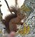 Ecureuil roux (Sciurus vulgaris) © Thierry Rousselot
