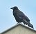 Corneille noire (Corvus corone) © Thierry Rousselot
