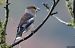 Grosbec casse-noyaux (Coccothraustes coccothraustes) © Claude Garnier