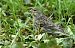 Serin cini (Serinus serinus) © Claude Garnier