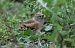 Pinson du Nord (Fringilla montifringilla) © Claude Garnier