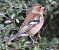 Pinson des arbres (Fringilla coelebs) © Pierre & Carmen Noël / Pixner