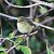 Pouillot véloce (Phylloscopus collybita) © Pierre & Carmen Noël / Pixner