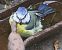 Mésange bleue (Cyanistes caeruleus) © Pierre & Carmen Noël / Pixner