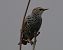 Étourneau sansonnet (Sturnus vulgaris) © Pierre & Carmen Noël / Pixner