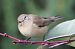 Pouillot véloce (Phylloscopus collybita) © Pierre & Carmen Noël / Pixner