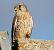 Faucon crécerelle (Falco tinnunculus) © Pierre & Carmen Noël / Pixner