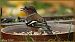 Pinson des arbres (Fringilla coelebs) © Bruno Foulard