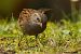 Accenteur mouchet (Prunella modularis) © Bruno Foulard