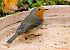 Rougegorge familier (Erithacus rubecula) © Bruno Foulard