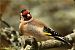 Chardonneret élégant (Carduelis carduelis) © Bruno Foulard
