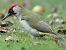 Pic vert (Picus viridis) © Jean Remiosz