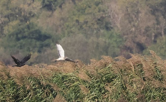 Busard d'Amérique  - Alain Noel
