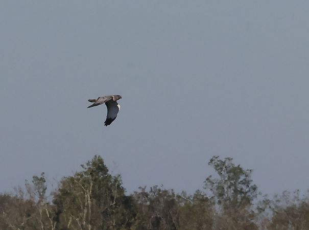 Busard d'Amérique  - Alain Noel