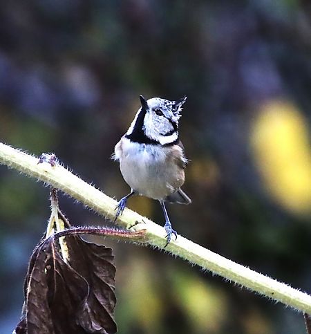 Mésange huppée  - François Huin