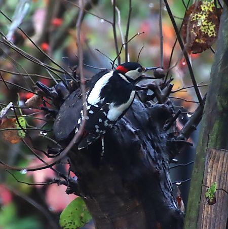 Pic épeiche  - François Huin