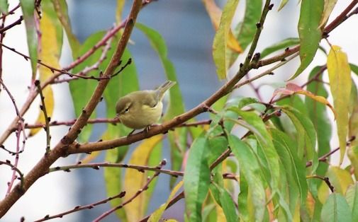 Pouillot véloce  - François Huin