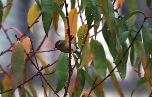 Roitelet à triple bandeau  - François Huin