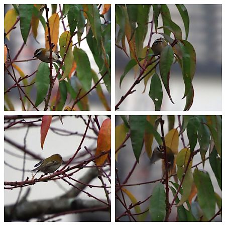 Roitelet à triple bandeau  - François Huin
