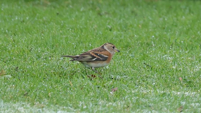 Pinson du Nord  - Laurent Buin