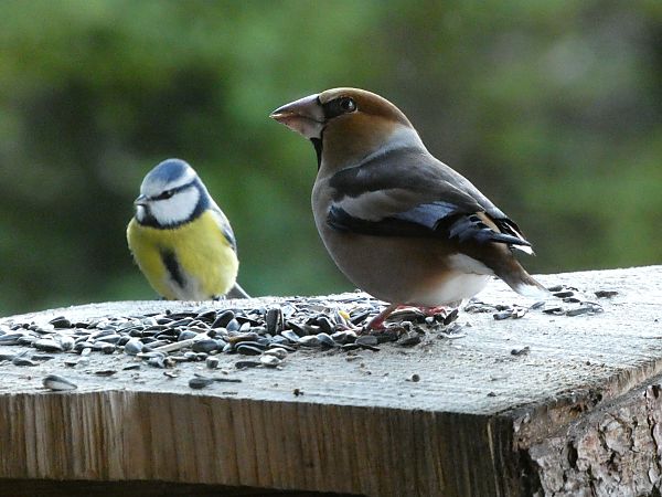 Grosbec casse-noyaux  - Maryse Leroy