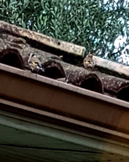 Chardonneret élégant  - Adrienne Casteignau