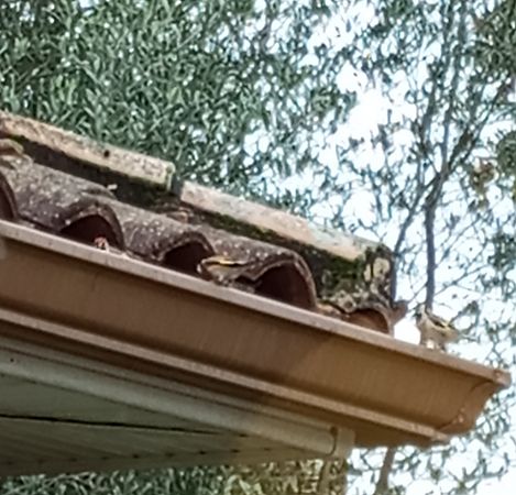 Chardonneret élégant  - Adrienne Casteignau