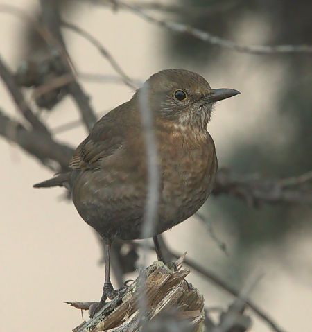 Merle noir  - Thierry Rousselot