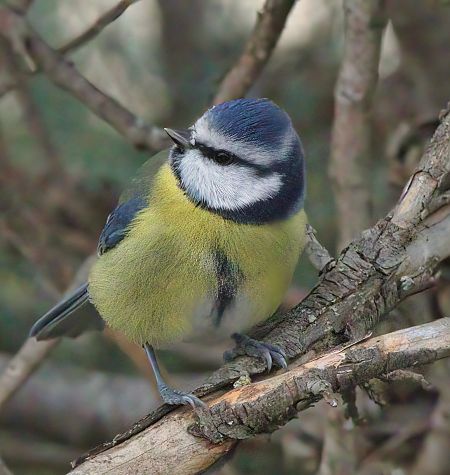 Mésange bleue  - Thierry Rousselot